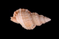 藏品(果粒蛙螺)的圖片